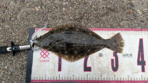 ヒラメの釣果
