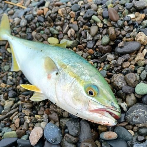 ワカシの釣果