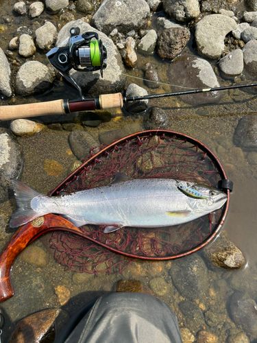 ヤマメの釣果
