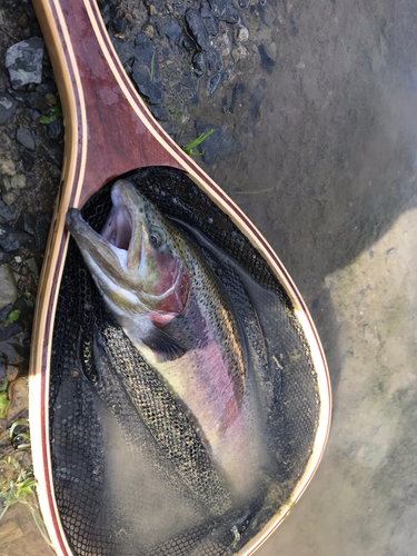 ニジマスの釣果