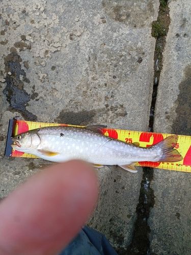 アメマスの釣果
