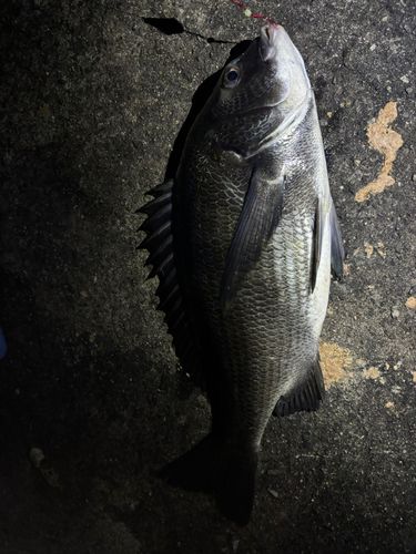 チヌの釣果