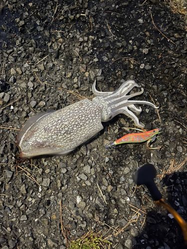 イカの釣果