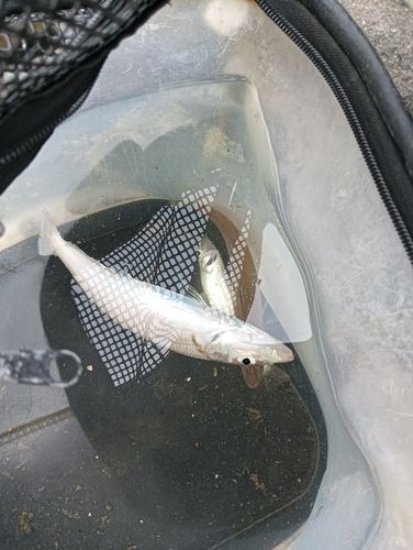 シロギスの釣果