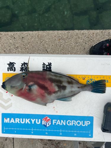 ウマヅラハギの釣果