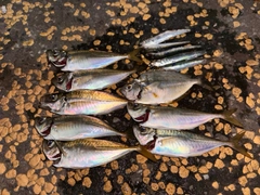 アジの釣果