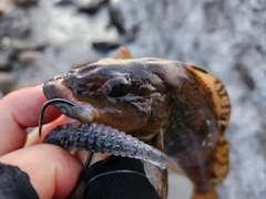 アイナメの釣果