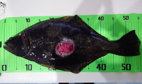 ヒラメの釣果