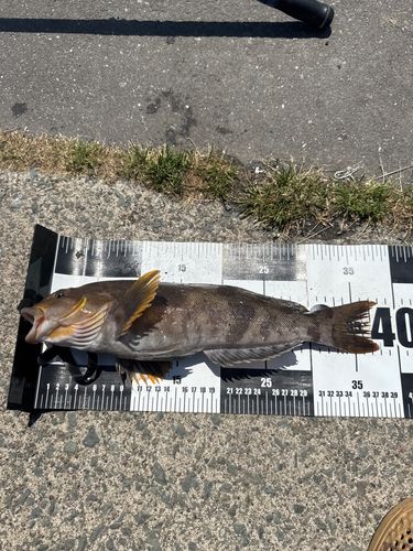 アイナメの釣果