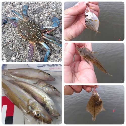 タイワンガザミの釣果