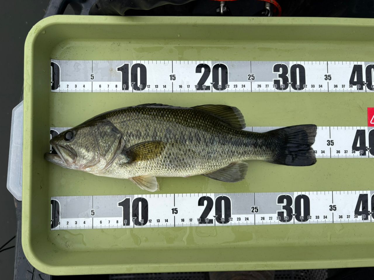 DAIWA 19ブラックレーベル SG 671L/ML+FBの最安値・インプレ・釣果