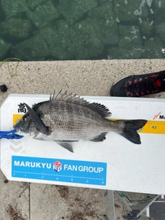 クロダイの釣果