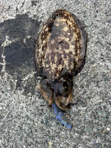 モンゴウイカの釣果