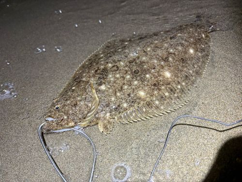 ヒラメの釣果
