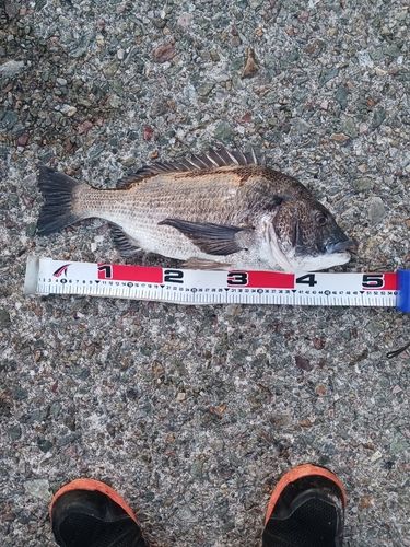 クロダイの釣果