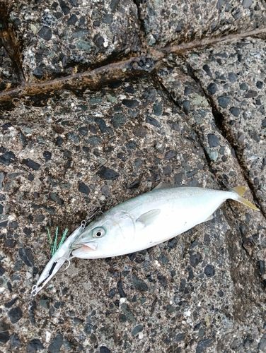 ワカシの釣果