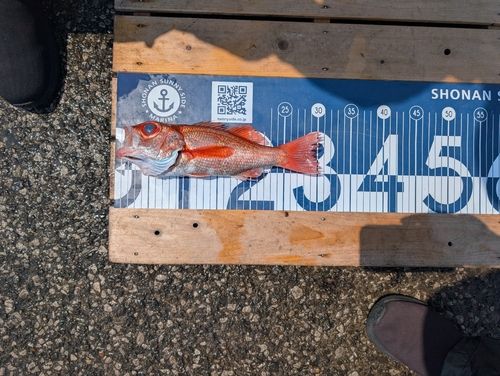 アカムツの釣果