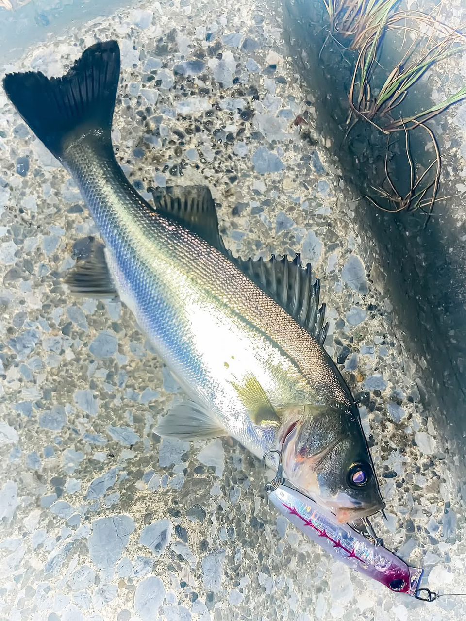 DAIWA 21モアザン ブランジーノ EX AGS 94MLの最安値・インプレ・釣果