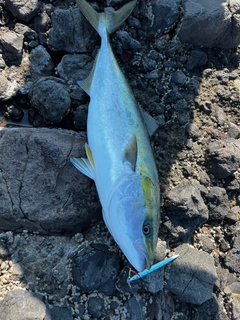 ワラサの釣果