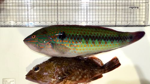 キュウセンの釣果