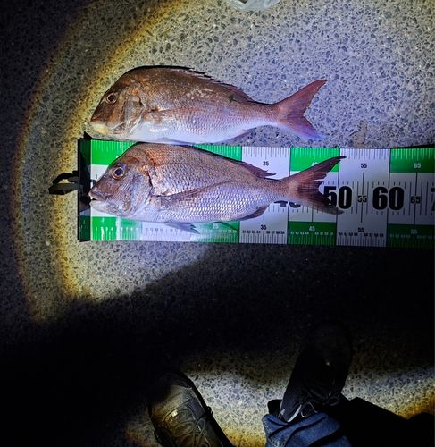 マダイの釣果