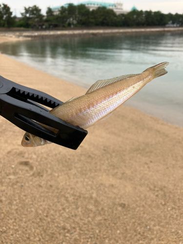 キスの釣果