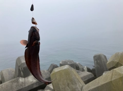 ドンコの釣果