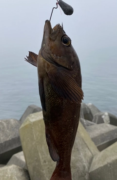 ガヤの釣果