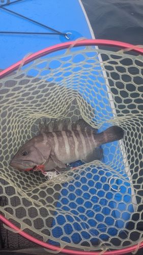 マハタの釣果