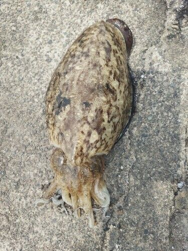 コウイカの釣果