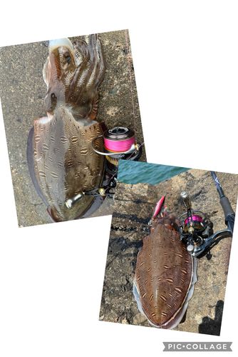 コウイカの釣果