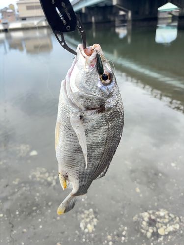 キビレの釣果