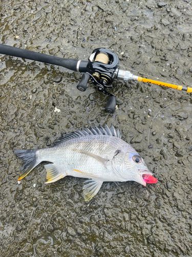 キビレの釣果
