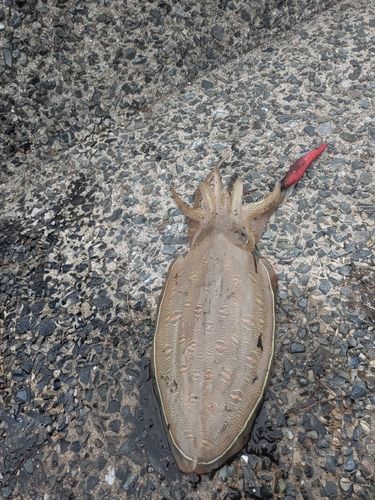 モンゴウイカの釣果