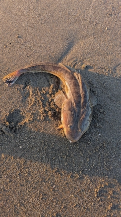 マゴチの釣果