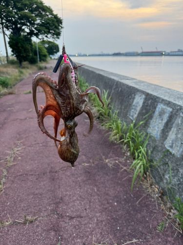 タコの釣果