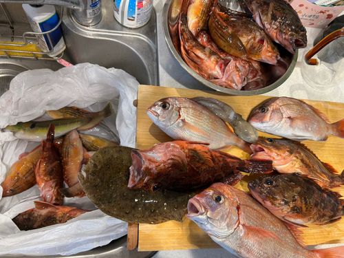 ハナダイの釣果