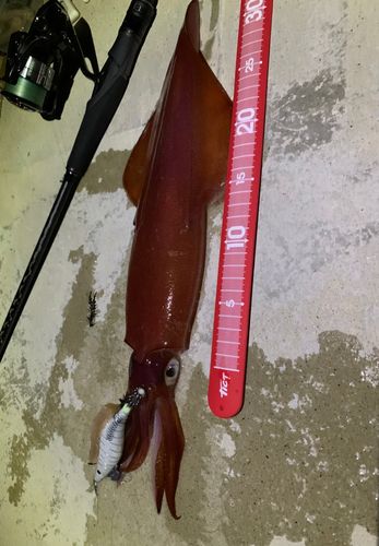 イカの釣果