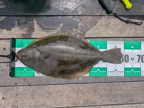 ヒラメの釣果