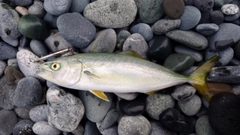 ワカシの釣果