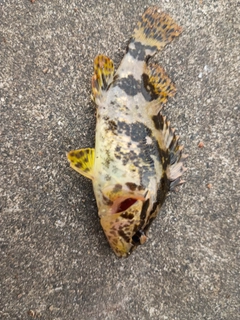 タケノコメバルの釣果