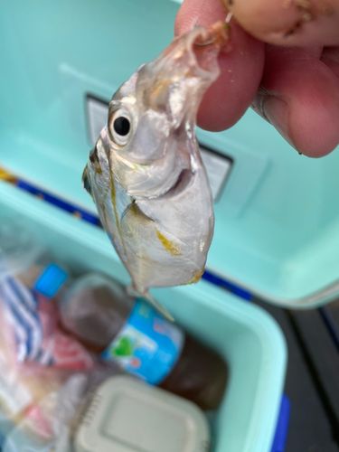 ヒイラギの釣果