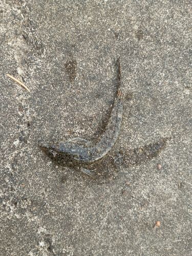 ネズミゴチの釣果