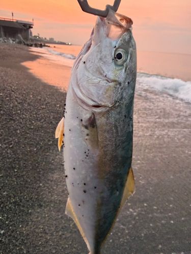 ワカシの釣果