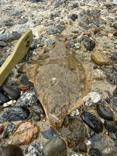 マコガレイの釣果
