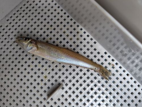 シロギスの釣果