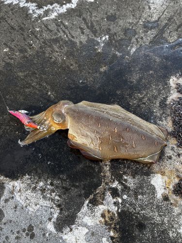 コウイカの釣果