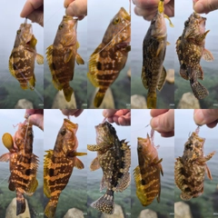 キジハタの釣果