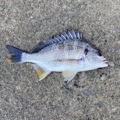 キチヌの釣果