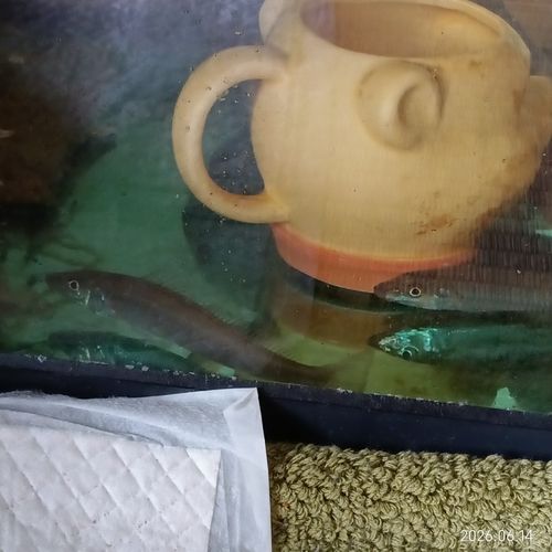 キスの釣果